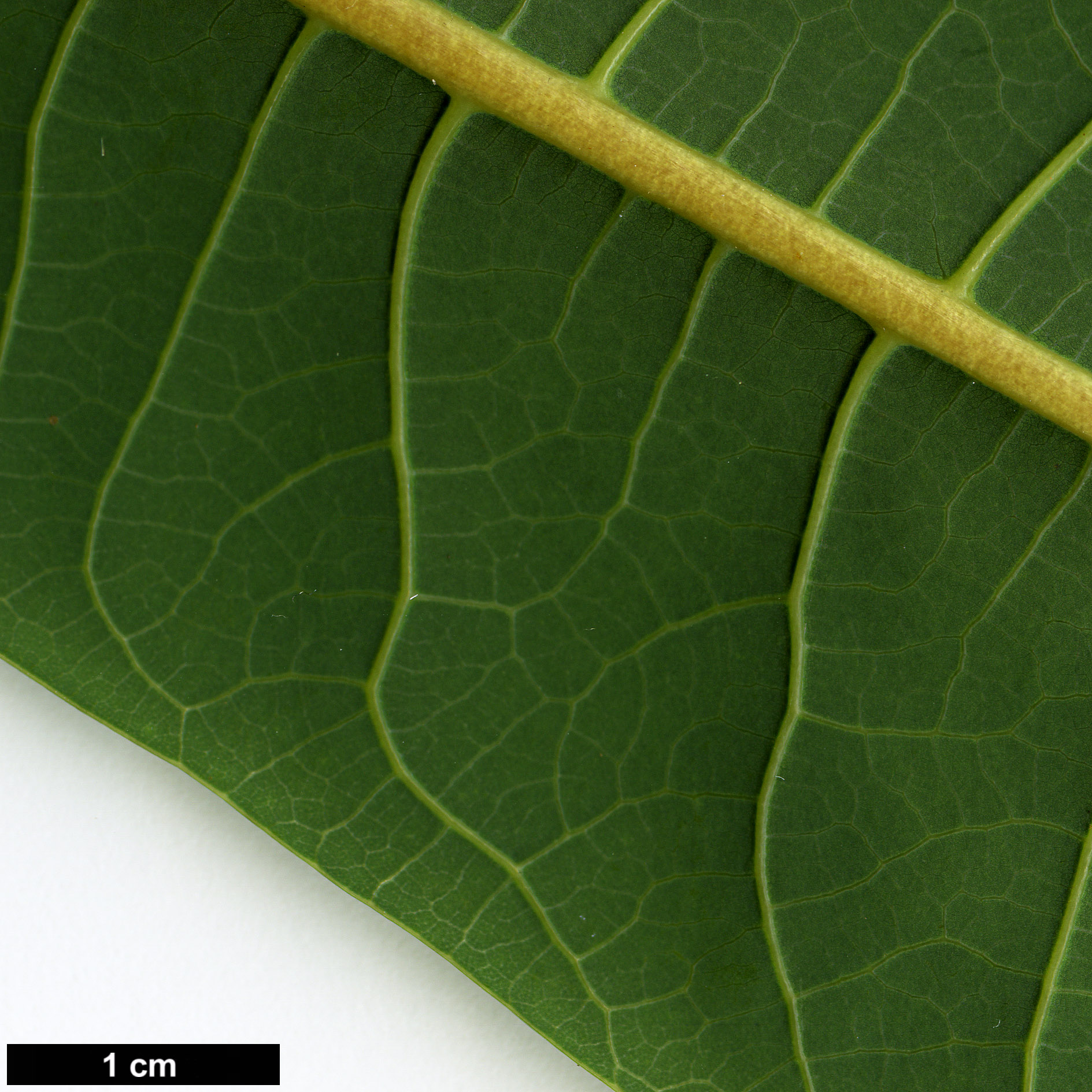 High resolution image: Family: Lauraceae - Genus: Litsea - Taxon: dilleniifolia
